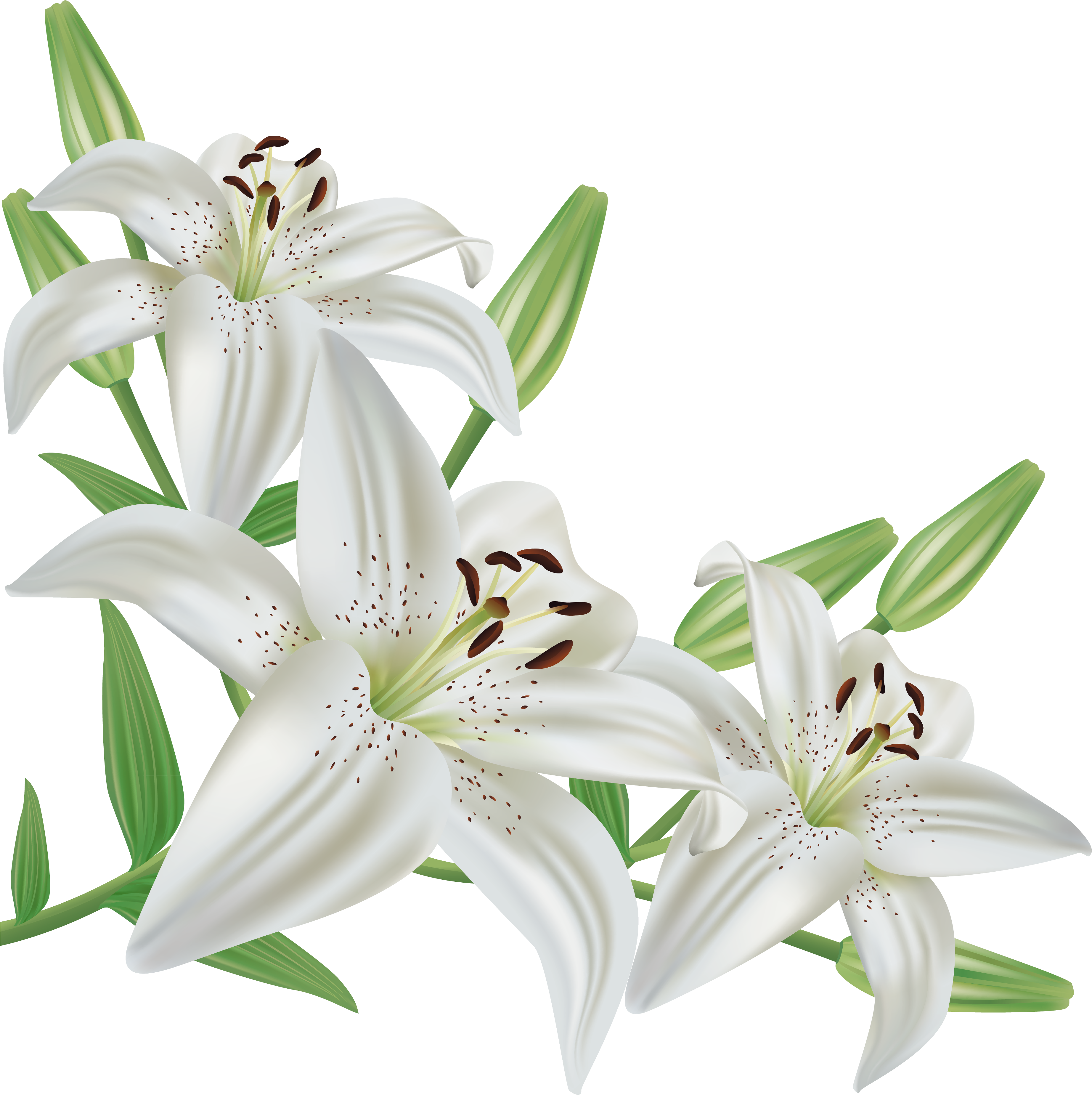 White Lilium Png Clipart Picture - Lily Clipart (3846x3838), Png Download