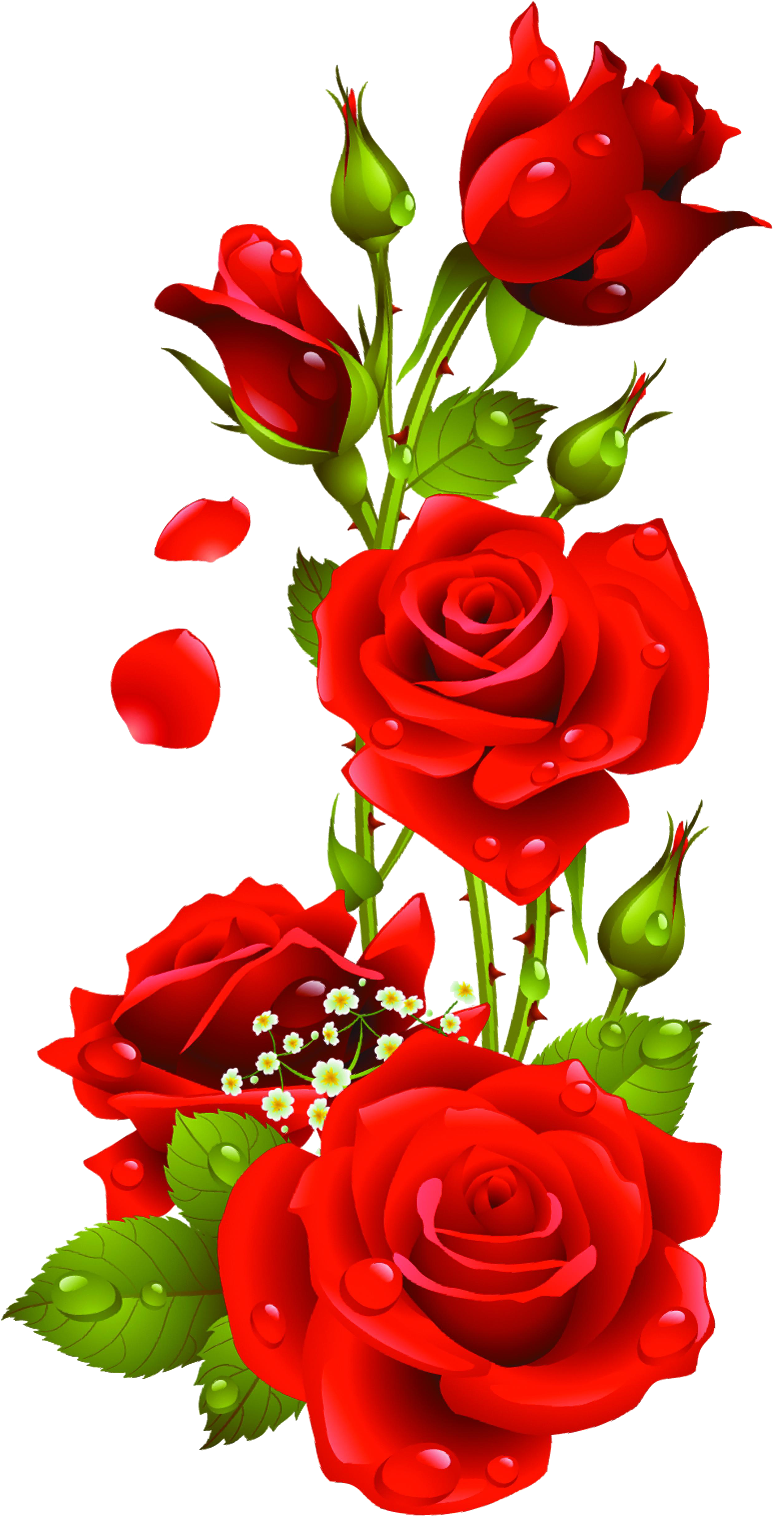 Rose Transparent Png Pictures (2503x4930), Png Download