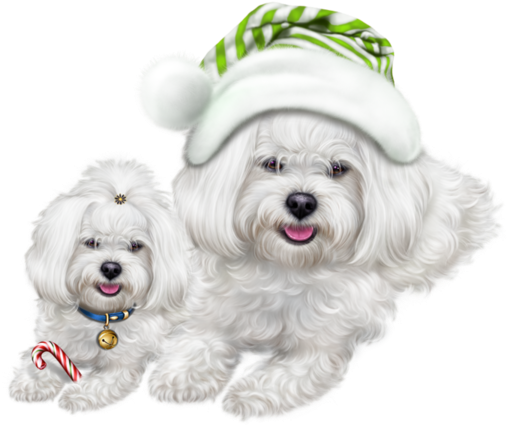 Jpg Freeuse Stock Chiens Dog Puppies Wallpapers Dessin - Maltese Dog (600x600), Png Download