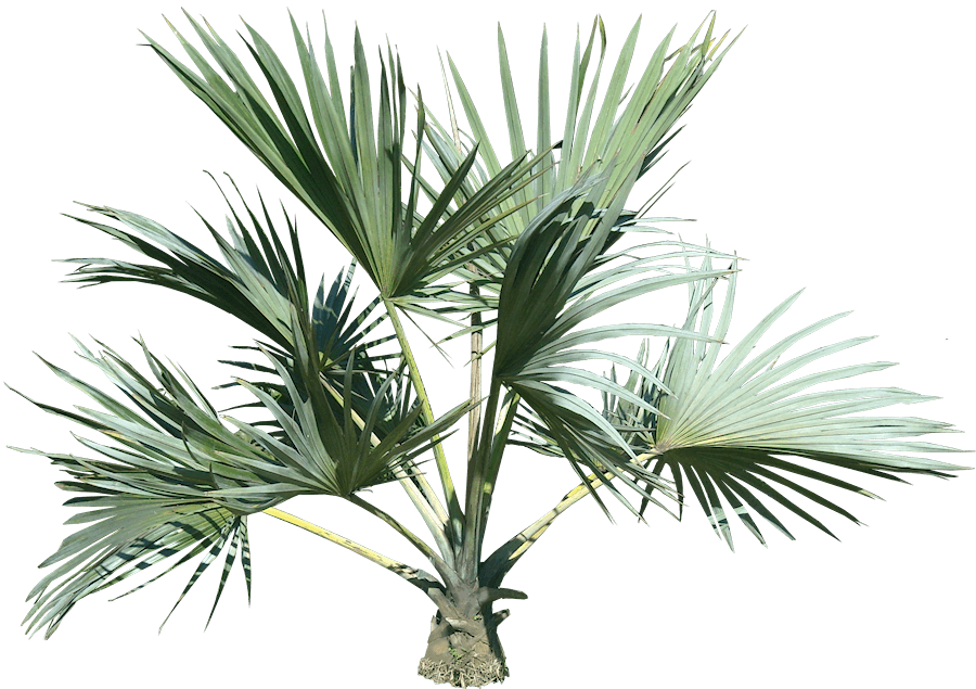 Top Palm Tree Png - Palm Tree Plant Png (900x635), Png Download