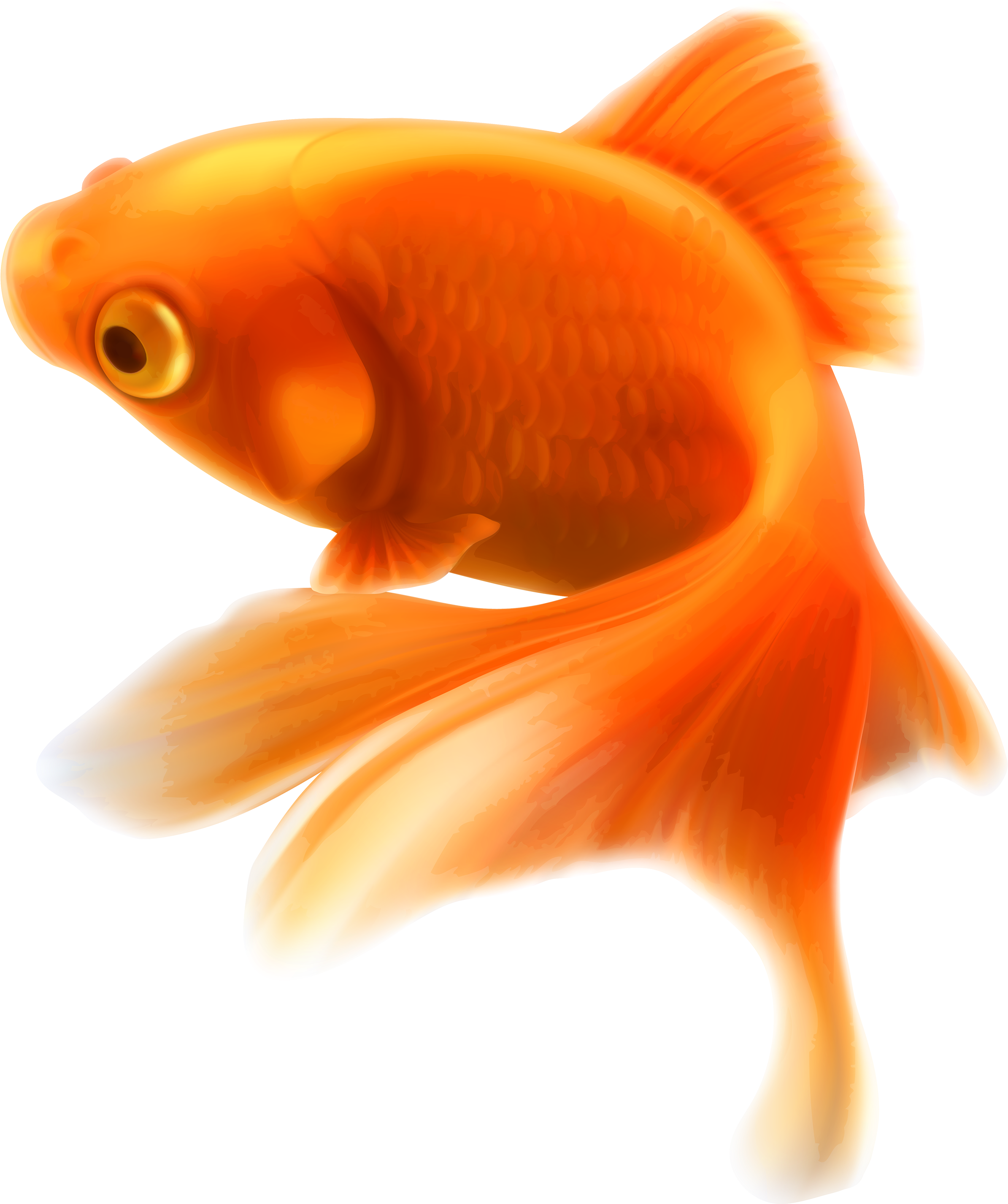 Gold Fish Png Clipart - Golden Fish Png (2589x3000), Png Download
