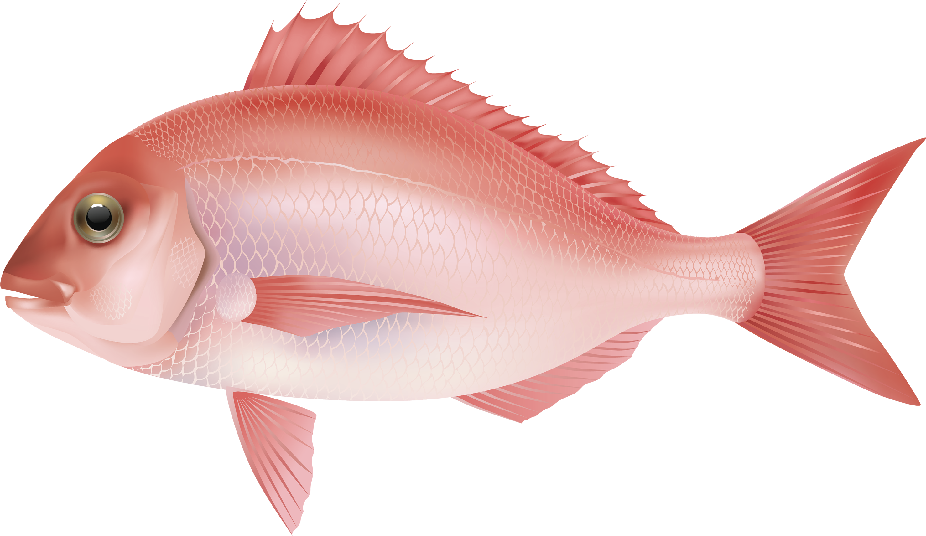Red Sea Fish Png Clipart Image - Ocean Fish Png (3000x1755), Png Download