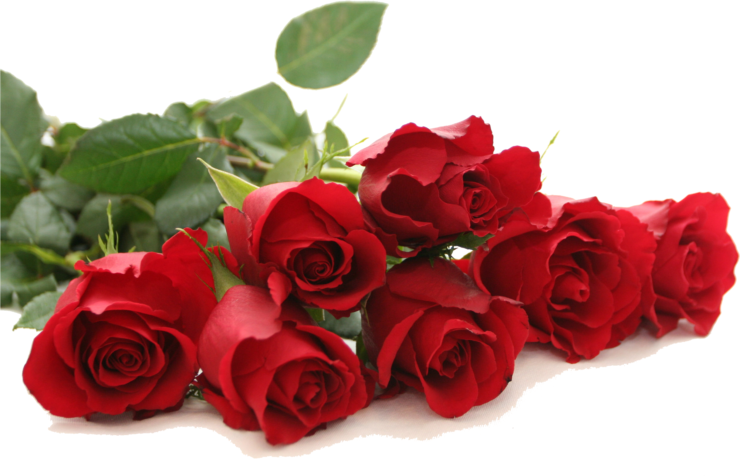 Red Rose Png Free Download - Good Morning Red Rose (2560x1600), Png Download
