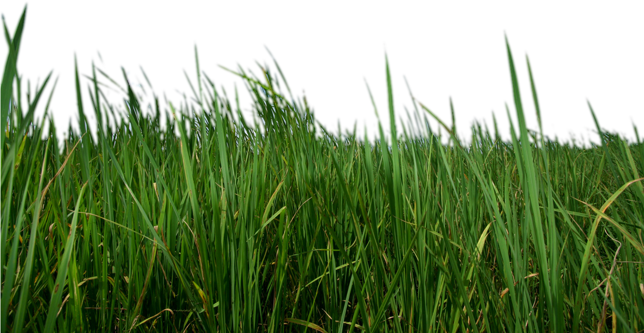 Grass Png Transparent - Transparent Grass (850x532), Png Download