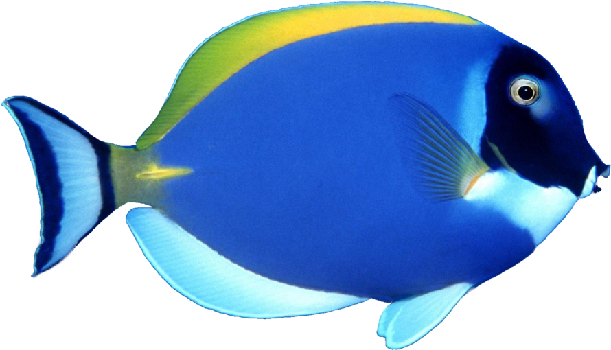 Blue Fish Image Sb - Fish Transparent (900x563), Png Download
