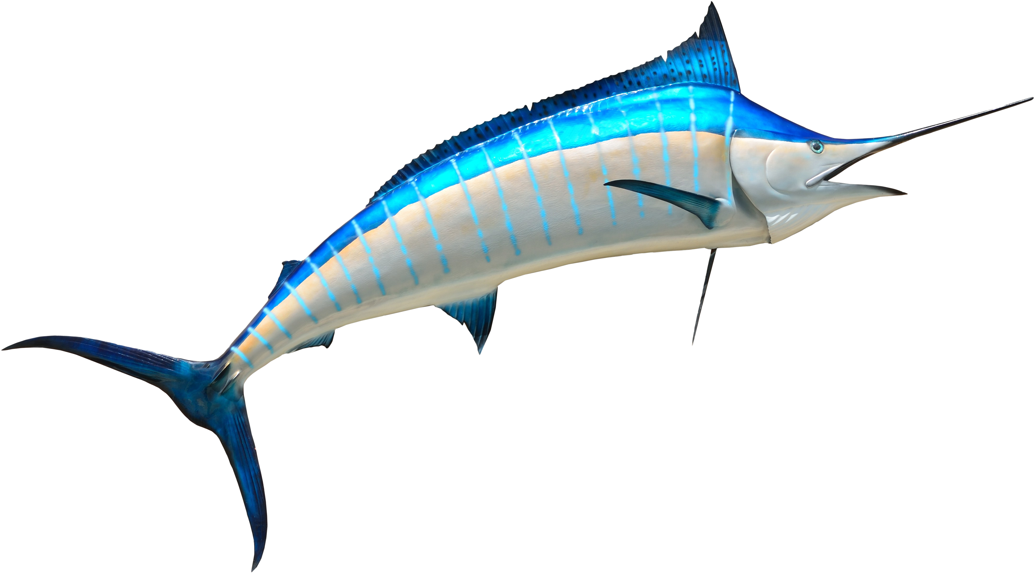 Download Free Png Fish Png Images Transparent Png Fish Png Image With No Background Pngkey Com