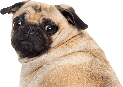 Franchising Archives Blue Wheelers - Sitting Pug (500x354), Png Download