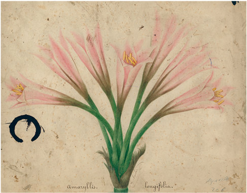 Amaryllis - Drawing (500x500), Png Download