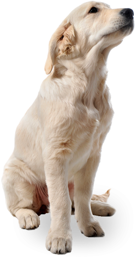 People Png, Cut Out People, Render People, Animals - Dog Png (280x514), Png Download