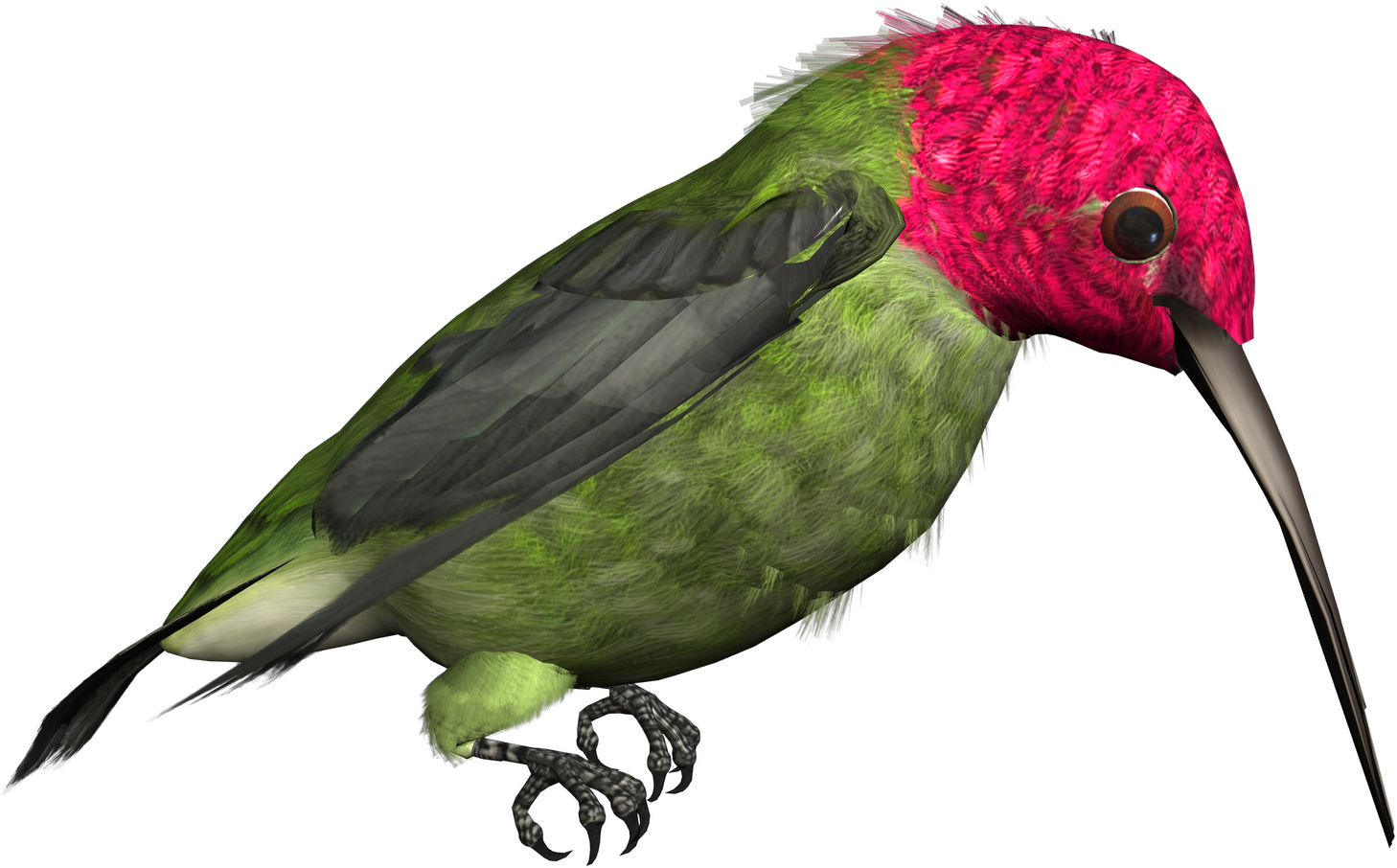 28 Collection Of Hummingbird Clipart Png (1600x1600), Png Download