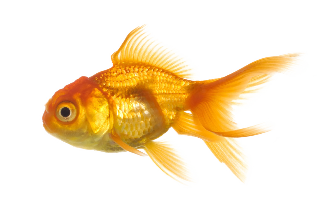 Fish Png - Fish Transparent Background (1160x686), Png Download