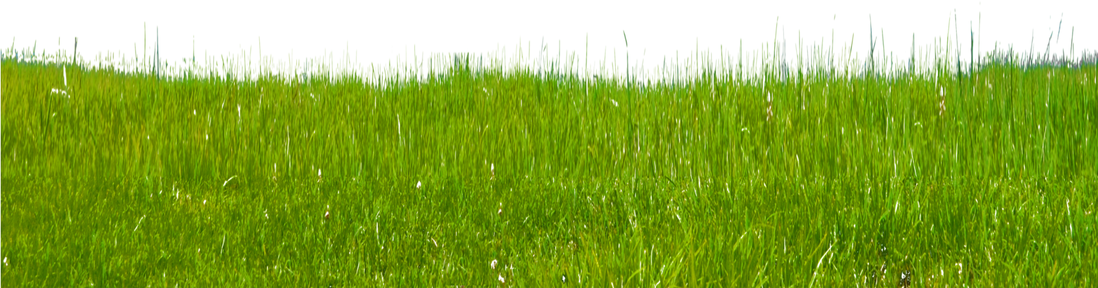 Grass Clipart Free Clip Art Images - Portable Network Graphics (1098x727), Png Download