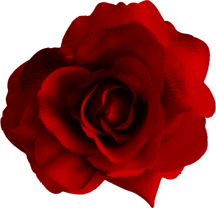 Share This Article - Red Flower Png Transparent (445x429), Png Download
