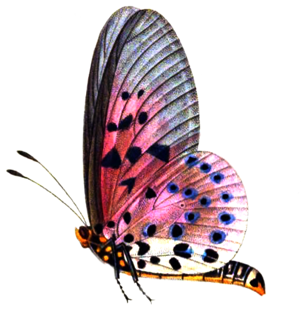 Png Format Images - Picsart Butterfly (1024x1044), Png Download