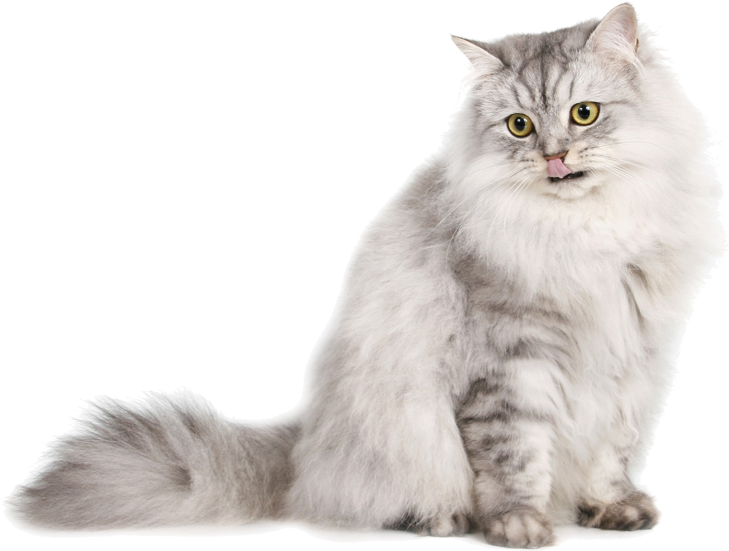 Cute Cat Png Download Image - Light Colored Cat (1920x1284), Png Download