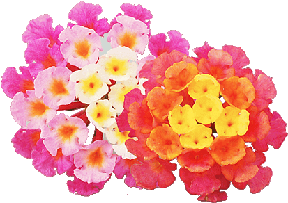 Lantana - Lantanas (433x320), Png Download