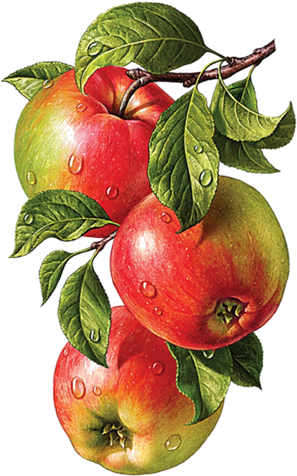 Tubes Fruits Botanical Drawings, Botanical Prints, - Drawing Pencil Colour Fruits (569x800), Png Download