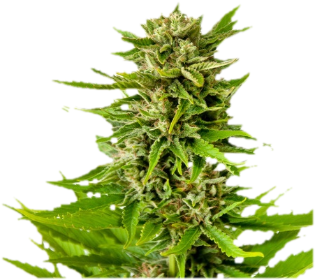 Marijuana Trimming - Big Buds, Growers Guide To Get The Biggest Yields From (450x450), Png Download