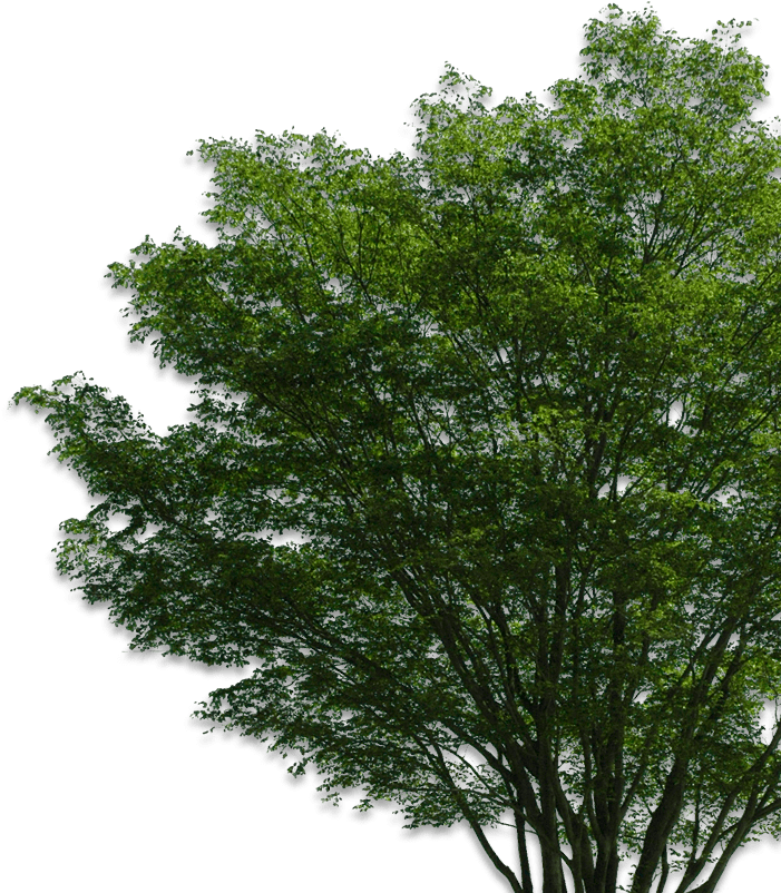 Owatonna Contact Us Today - Tree Png (714x822), Png Download