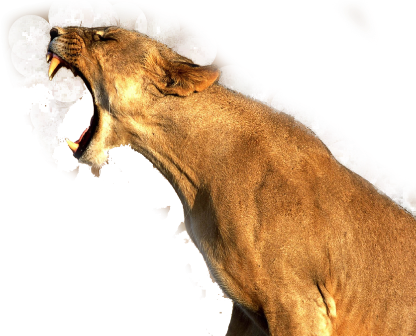 Lioness Roar Transparent Png - Good Quality Pictures Of Animals (900x675), Png Download