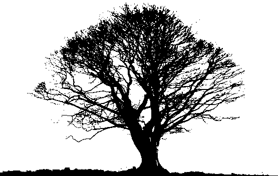 Black Tree Png Photos - Black And White Tree Png (555x352), Png Download