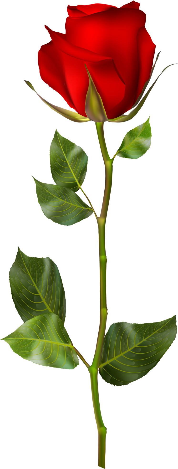 Red Rose Hd Png (771x2000), Png Download