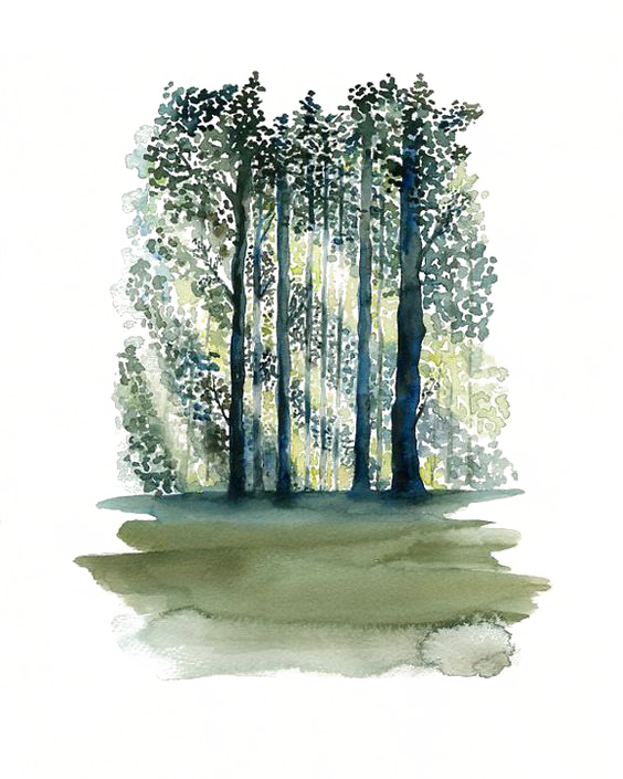 Painting Paper Tree Forest Transprent - Watercolor Forest Png (564x705), Png Download