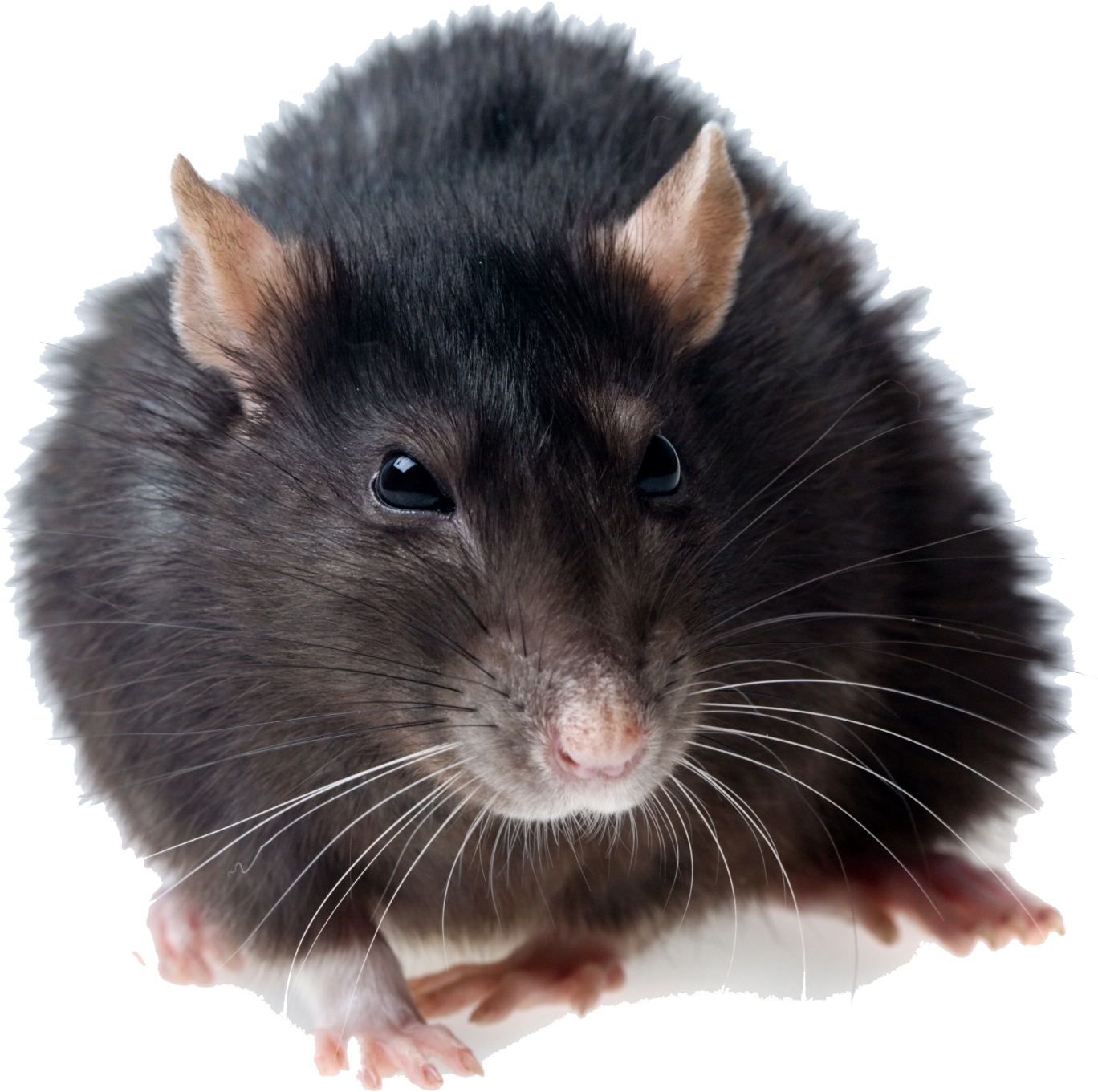 Rat Png Photos - Rat Png (1968x1526), Png Download