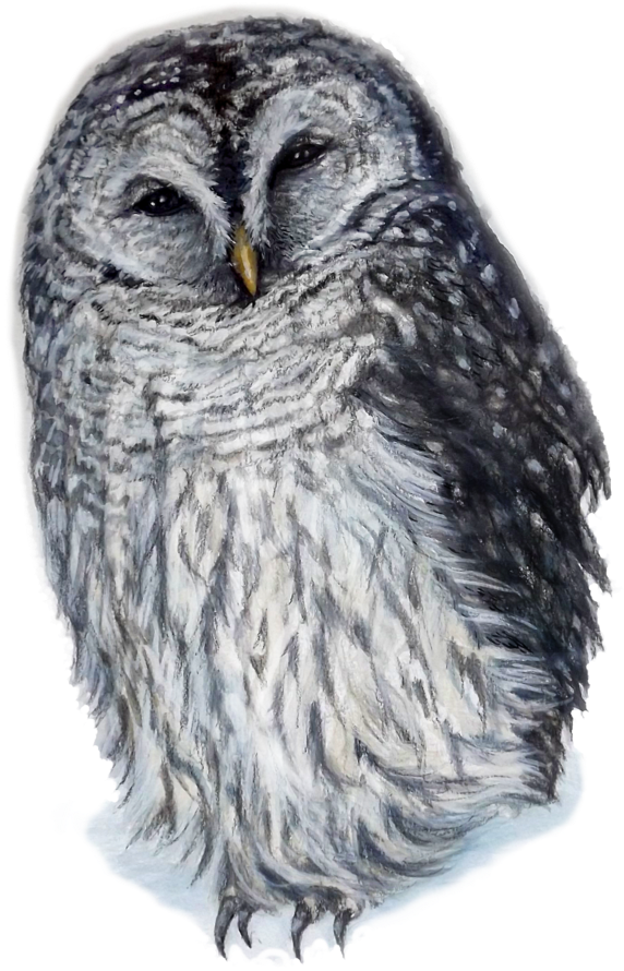 Laughing Owl By Kara Skye - Owl (768x1024), Png Download