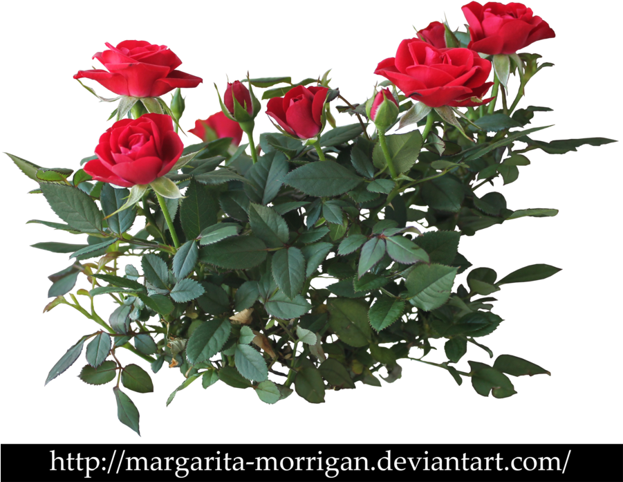 Download Rose Bush Clipart Transparent - Red Rose Plant Png PNG Image ...