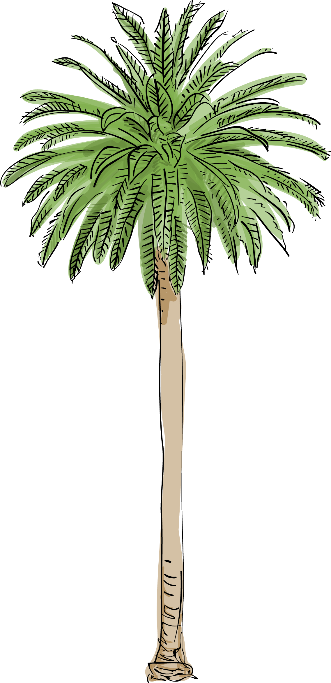 Ariana Grande Clipart Palm Tree - Los Angeles Palm Trees (1137x2343), Png Download