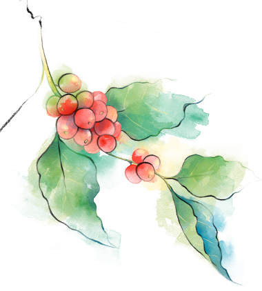 Scopri Aurora De La Paz - Coffee Plant Watercolor Png (380x422), Png Download