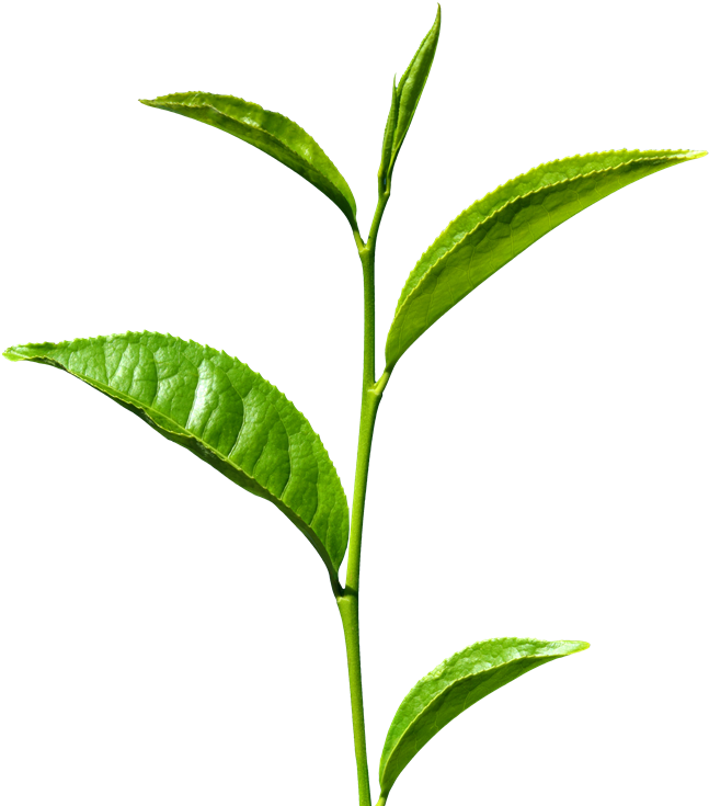 Green Tea Transparent - Stem Meaning In Hindi (800x800), Png Download
