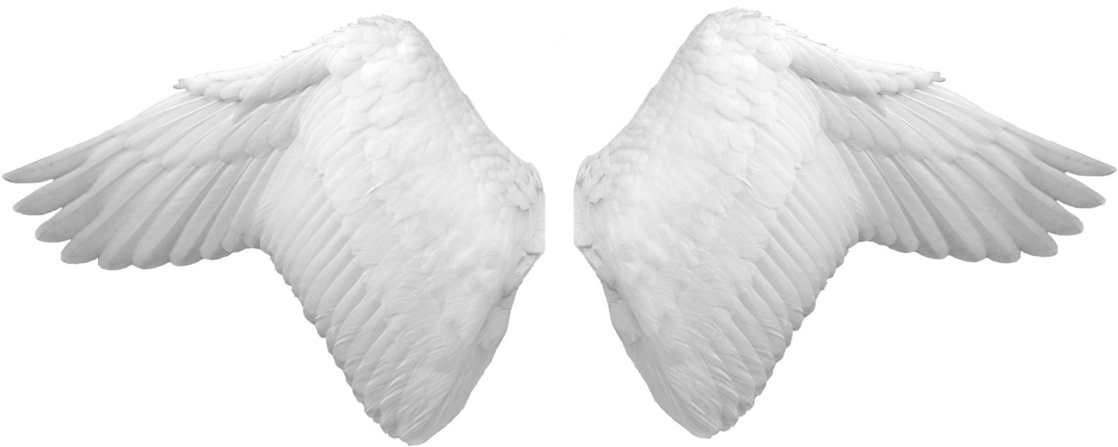 Wings Png - Angel Wings Psd (1600x703), Png Download