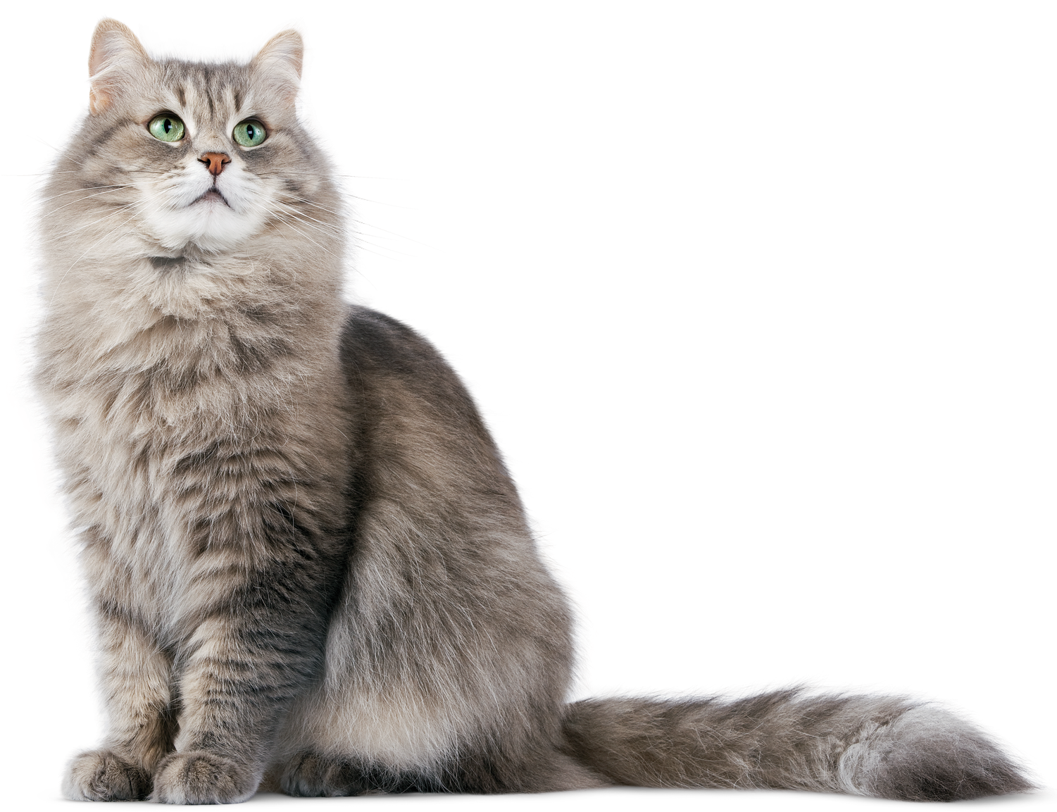 Cat Transparent Png Image - Cat Png (1500x1172), Png Download