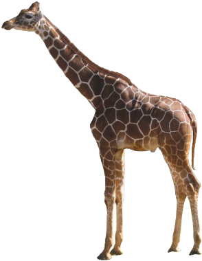 Giraffe - Giraffe Png (400x400), Png Download