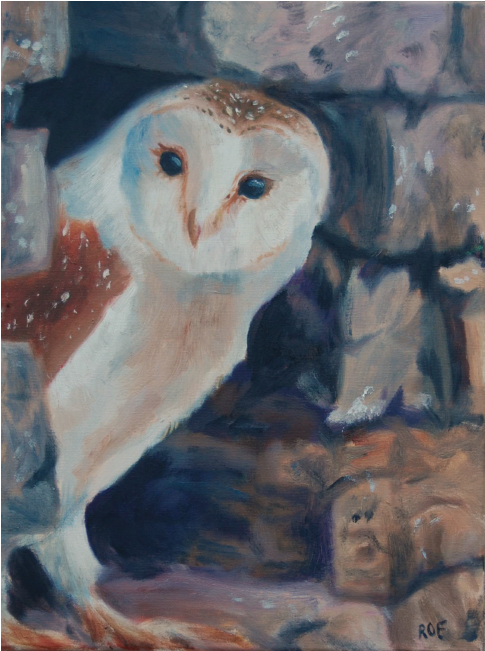 Oil Oil Painting - Barn Owl (800x651), Png Download