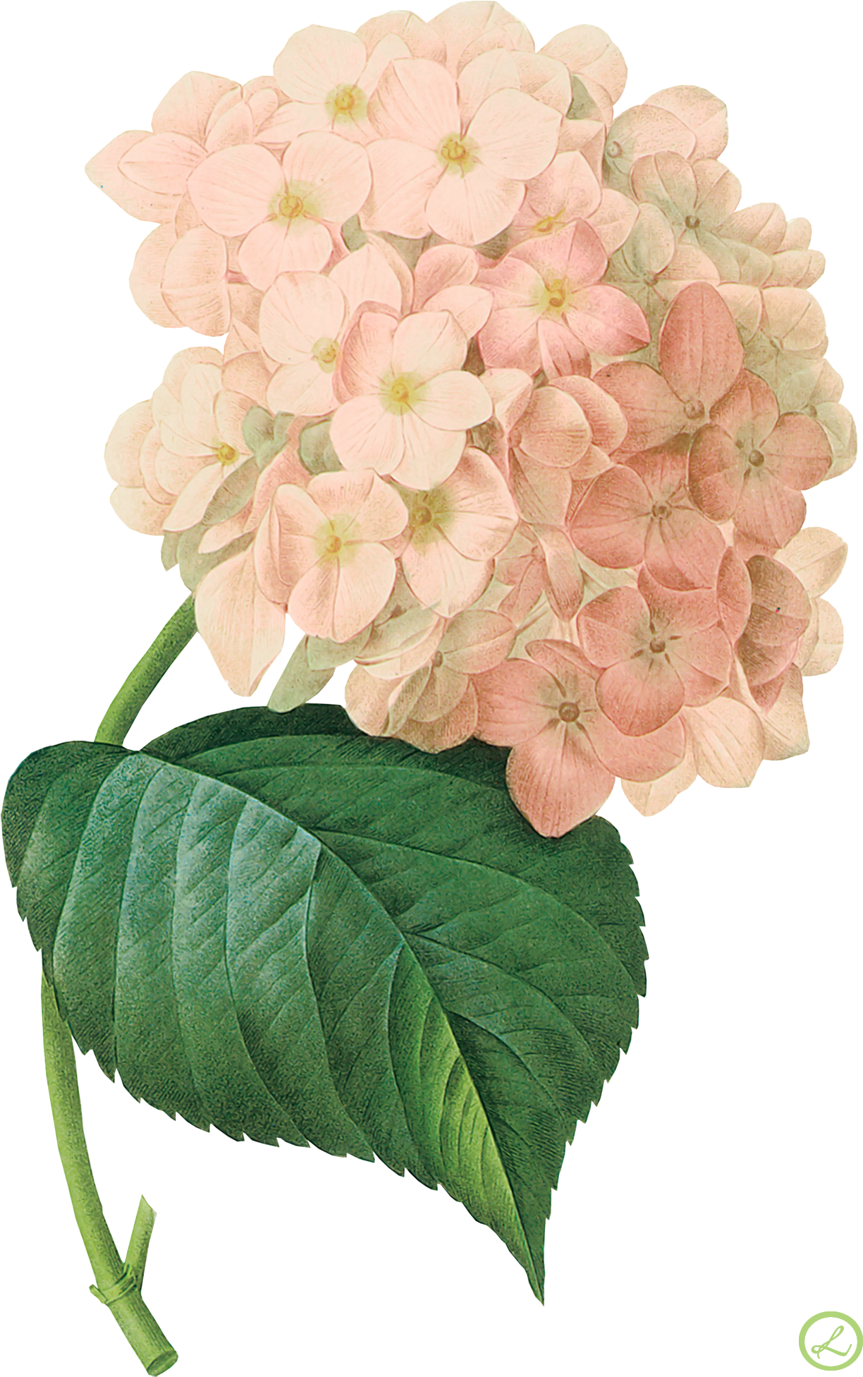 Kwiaty Transparent - Pink Hydrangea Png Watercolor Png (582x800), Png Download