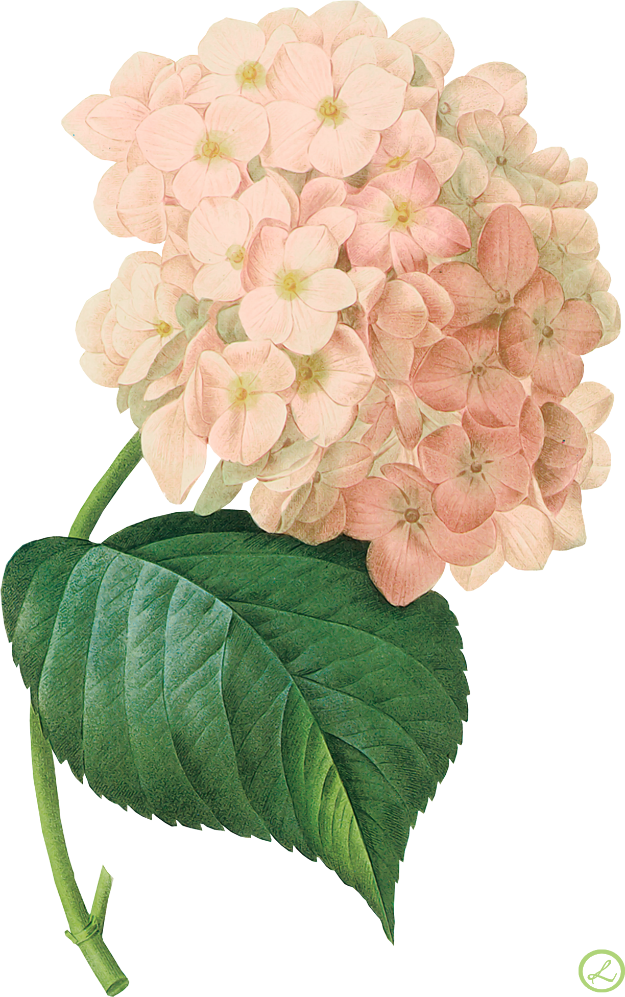 Kwiaty Transparent - Pink Hydrangea Png Watercolor Png - Free