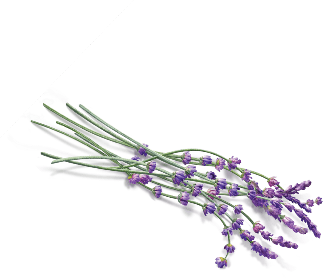 Flowers - Transparent Lavender Png (1122x966), Png Download
