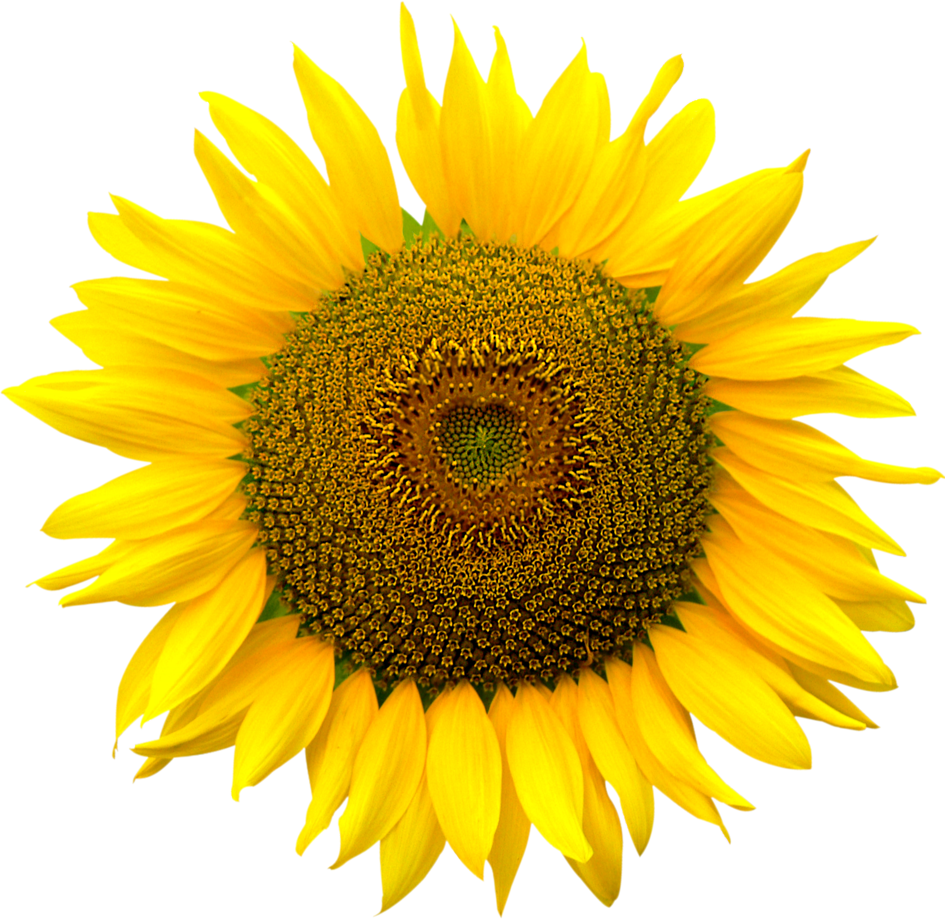 Sunflower Png (1924x1871), Png Download