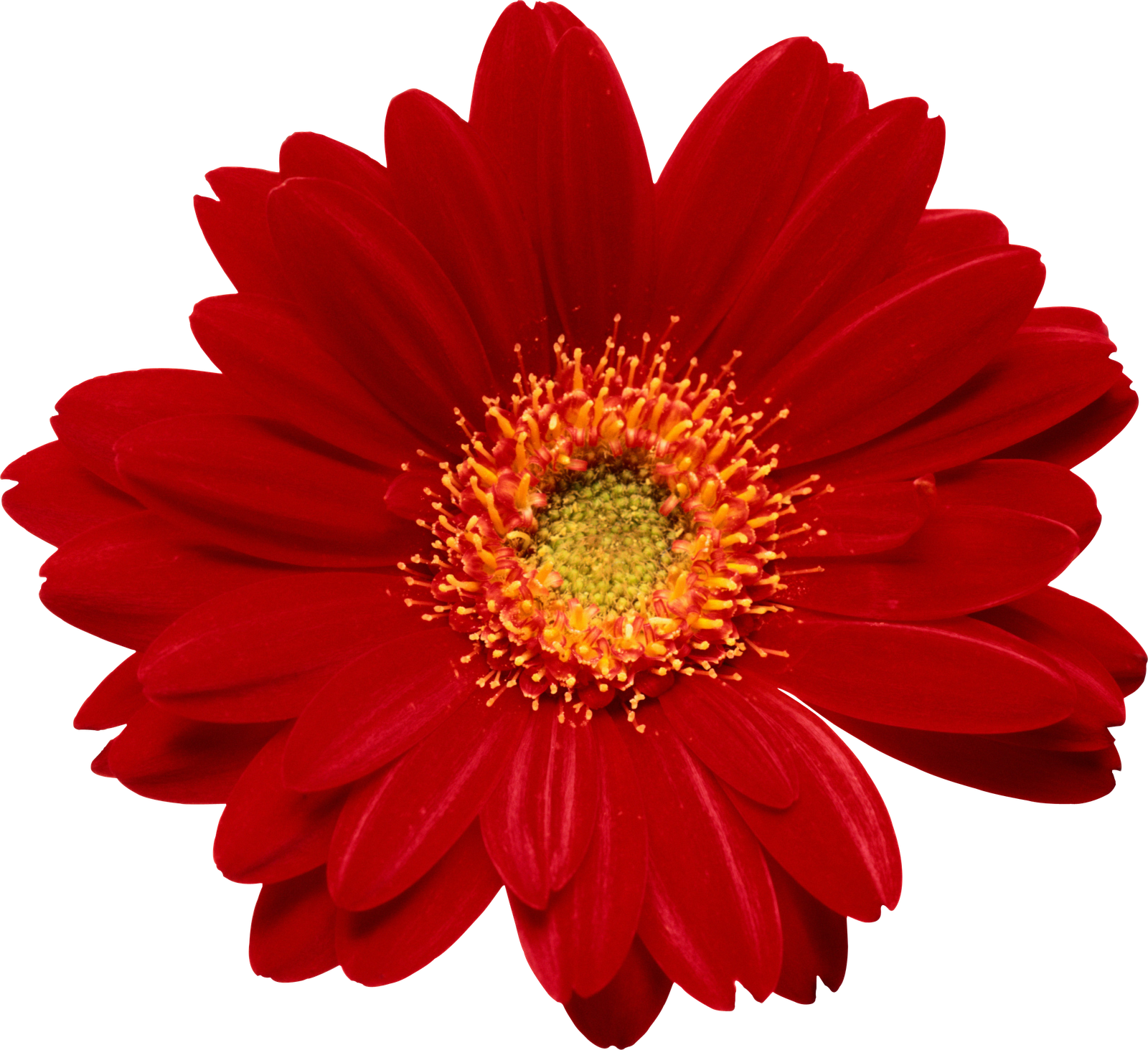 Bem Fácil Png - Kisses Of Sunshine For Women (640x586), Png Download