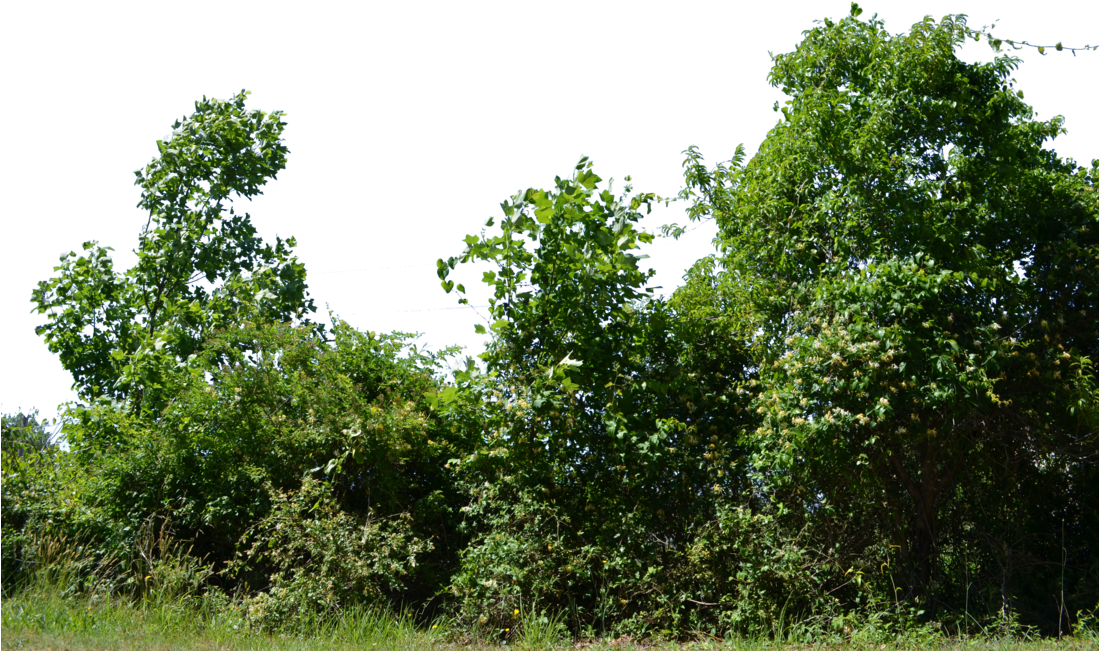 Row Of Bushes Png Banner Library - Row Of Trees Png (1098x727), Png Download