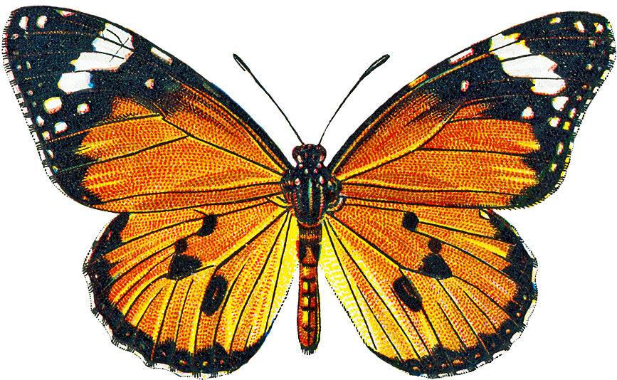 Free Vintage Clip Art - Public Domain Png Butterfly (933x651), Png Download