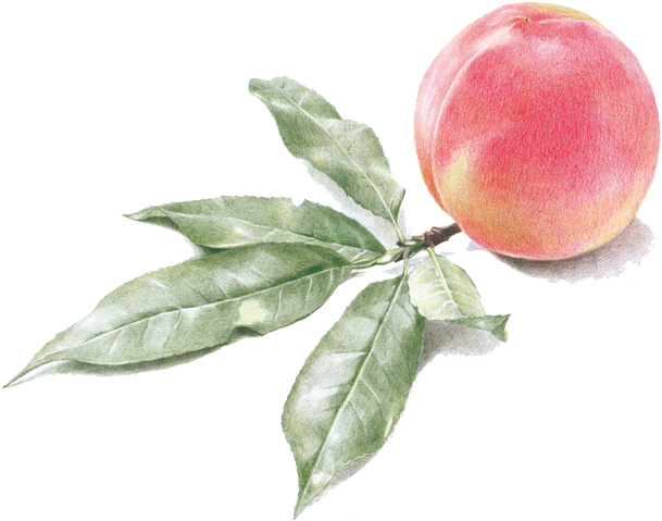 Watercolor Painting Peach Transprent Png Free Download - Watercolor Peach Free Png (658x741), Png Download