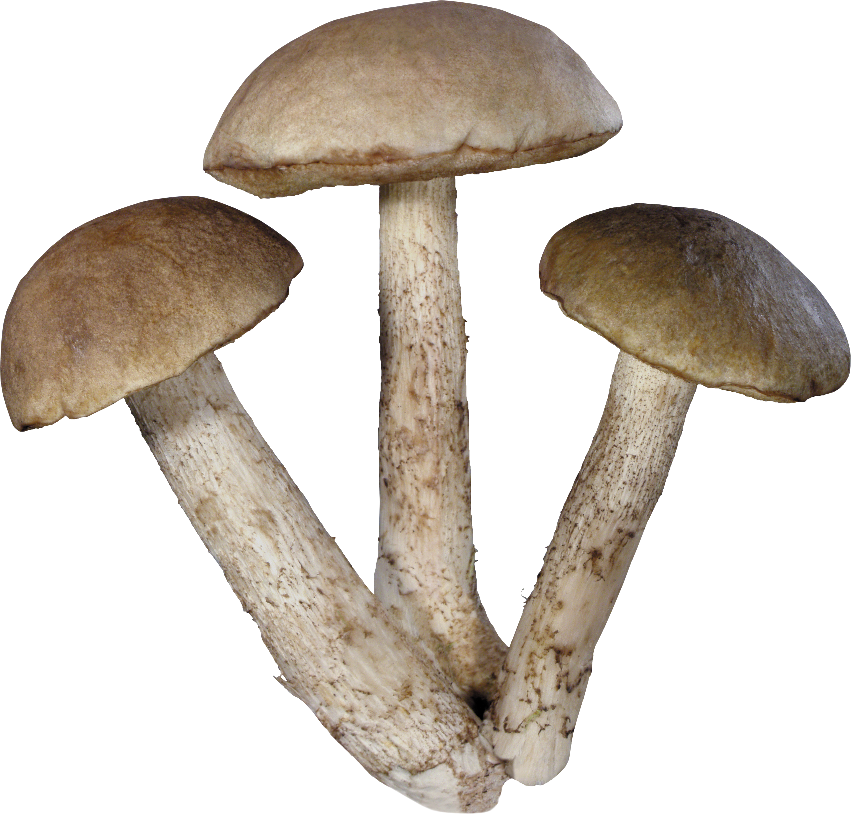 Mushroom Png Image - Mushroom Png (3614x3457), Png Download