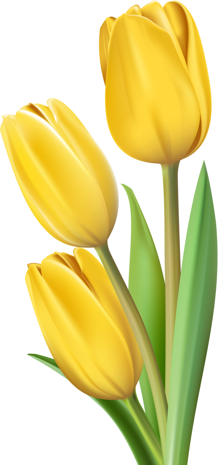 Фото, Автор Soloveika На Яндекс - Yellow Tulip Clipart (753x1600), Png Download
