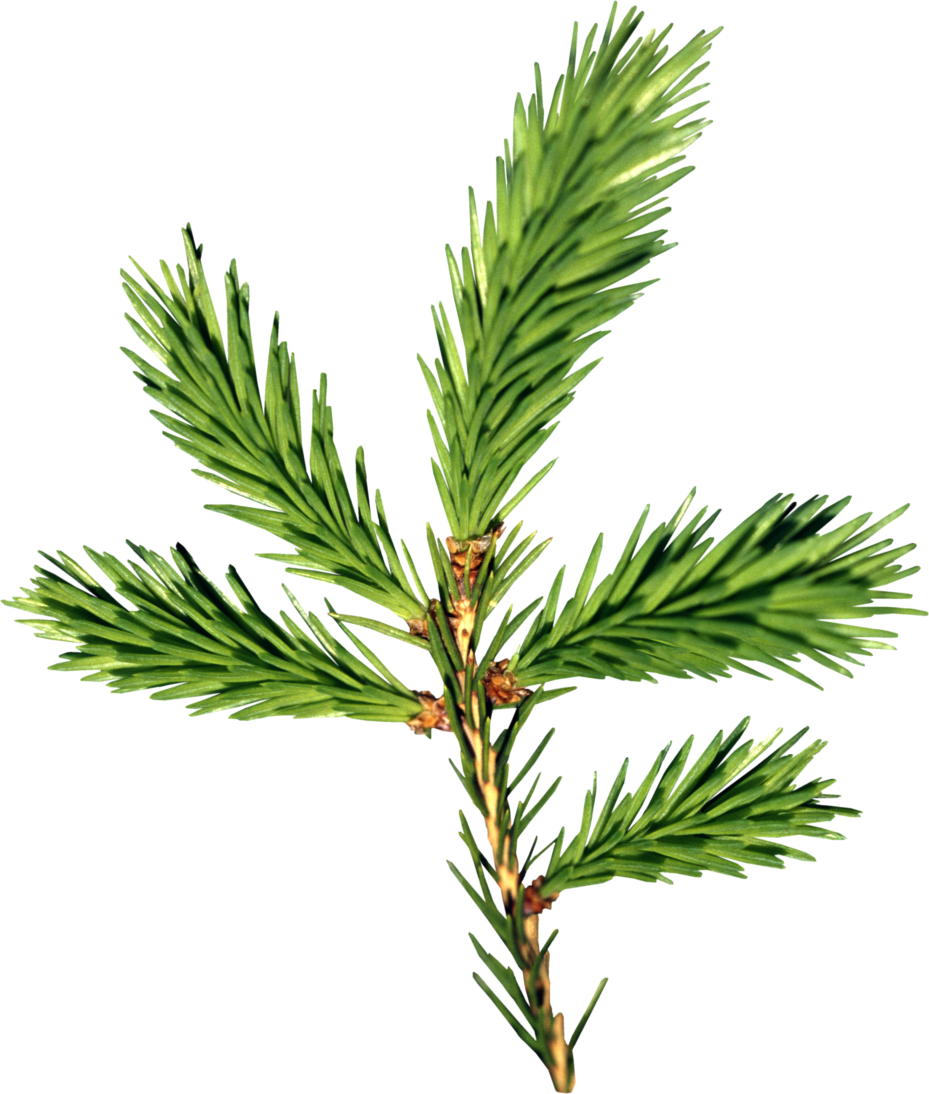 Download - Balsam Fir Png (3016x3550), Png Download