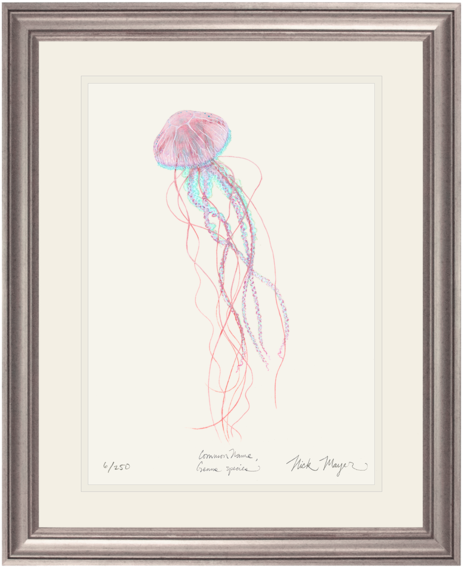 Jack-in-the-pulpit (505x600), Png Download