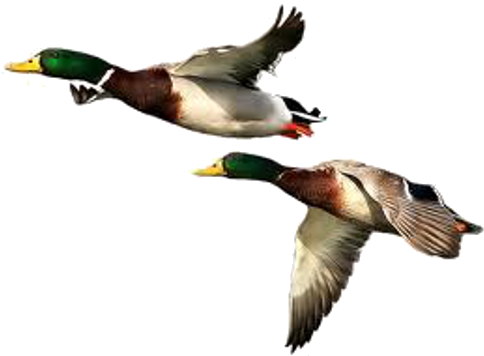 Duck Png Free Download - Duck Png (490x361), Png Download